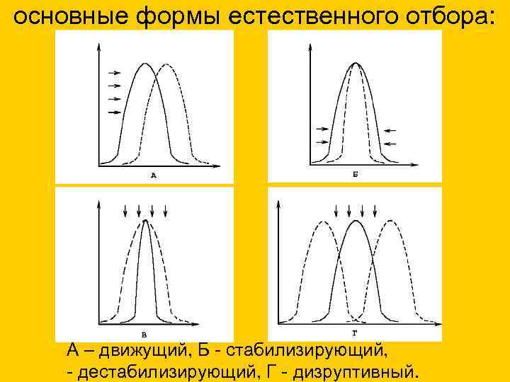 основные формы естественного отбора: А – движущий, Б - стабилизирующий, - дестабилизирующий, Г -
