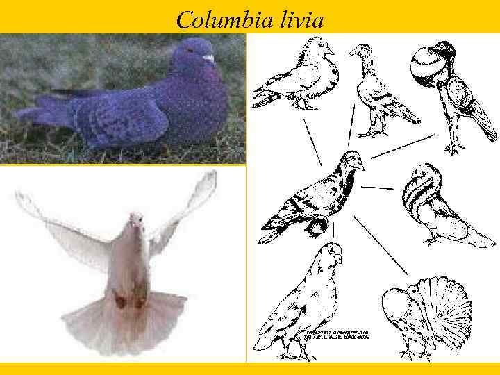 Columbia livia 