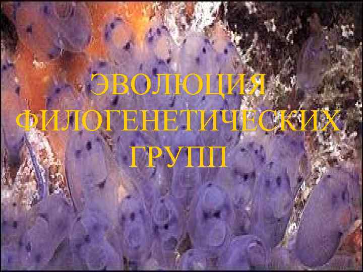 ЭВОЛЮЦИЯ ФИЛОГЕНЕТИЧЕСКИХ ГРУПП 