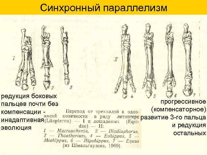 Синхронный параллелизм редукция боковых пальцев почти без компенсации инадаптивная эволюция прогрессивное (компенсаторное) развитие 3