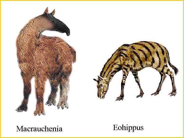 Macrauchenia Eohippus 