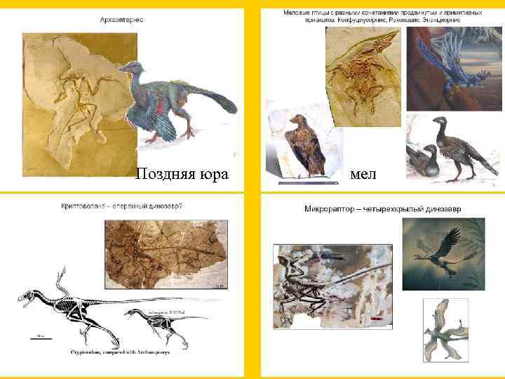 Поздняя юра мел 