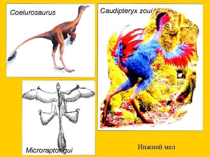 Coelurosaurus Microraptor gui Caudipteryx zoui Нижний мел 