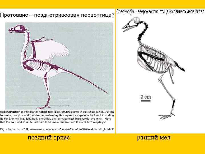 поздний триас ранний мел 