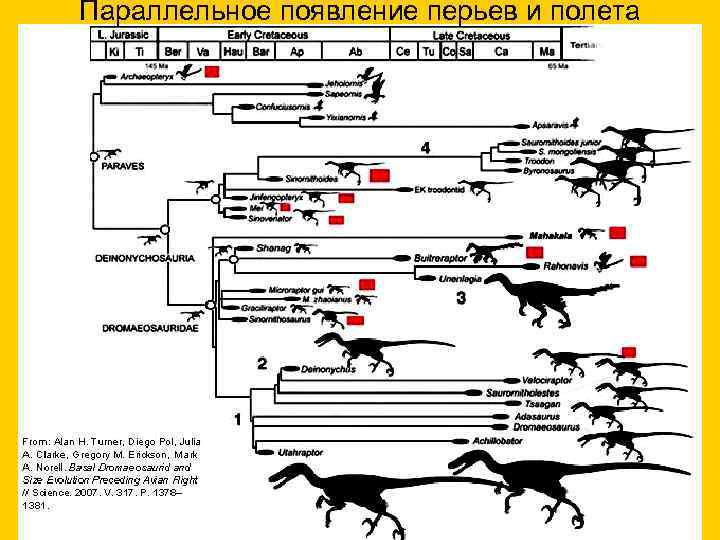 Параллельное появление перьев и полета 