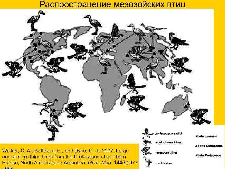 Распространение мезозойских птиц Walker, C. A. , Buffetaut, E. , and Dyke, G. J.