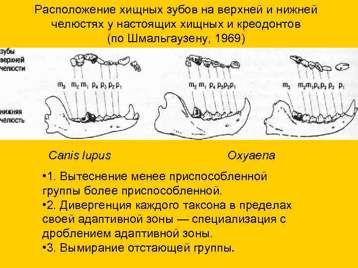 Расположение хищных зубов на верхней и нижней челюстях у настоящих хищных и креодонтов (по