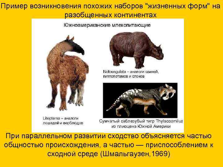 Пример возникновения похожих наборов "жизненных форм" на разобщенных континентах Сумчатый саблезубый тигр Thylacosmilus из