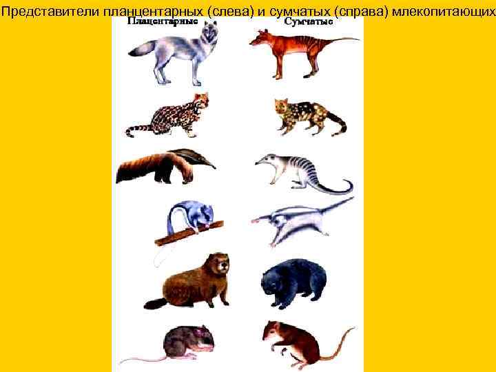Представители планцентарных (слева) и сумчатых (справа) млекопитающих 