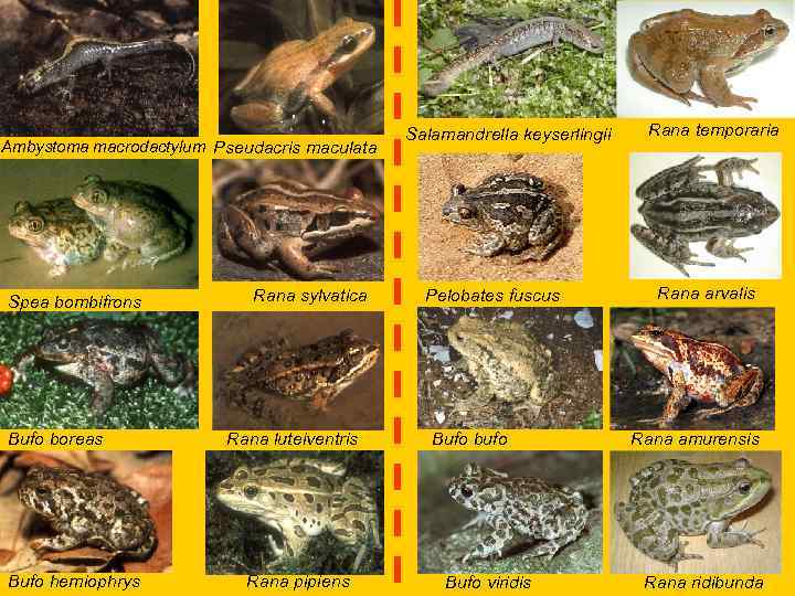 Ambystoma macrodactylum Pseudacris maculata Spea bombifrons Bufo boreas Bufo hemiophrys Rana sylvatica Rana luteiventris