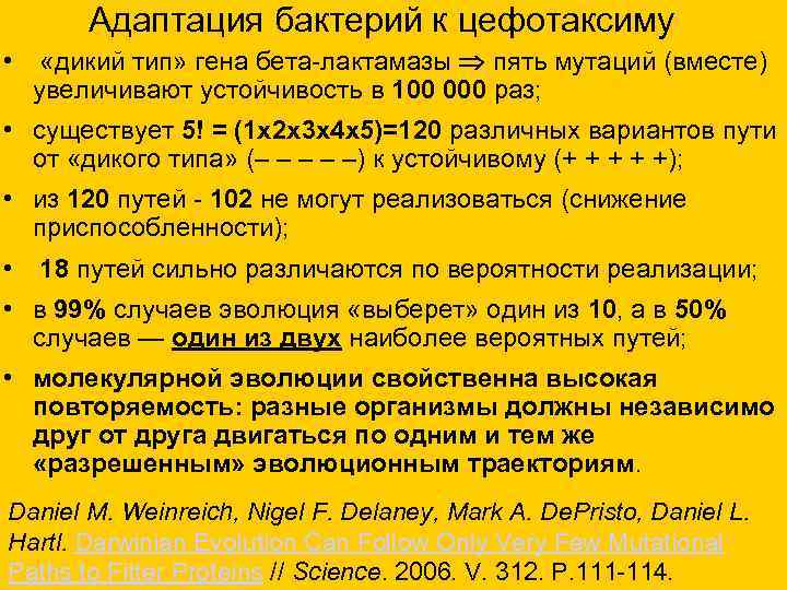 Адаптация бактерий к цефотаксиму • «дикий тип» гена бета-лактамазы пять мутаций (вместе) увеличивают устойчивость