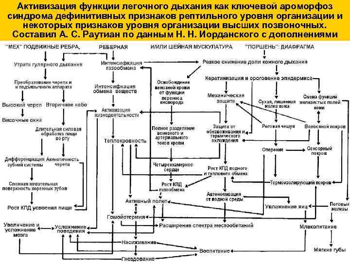 Активизация функции легочного дыхания как ключевой ароморфоз синдрома дефинитивных признаков рептильного уровня организации и