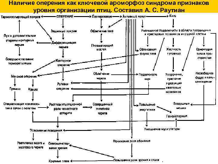 Наличие оперения как ключевой ароморфоз синдрома признаков уровня организации птиц. Составил А. С. Раутиан