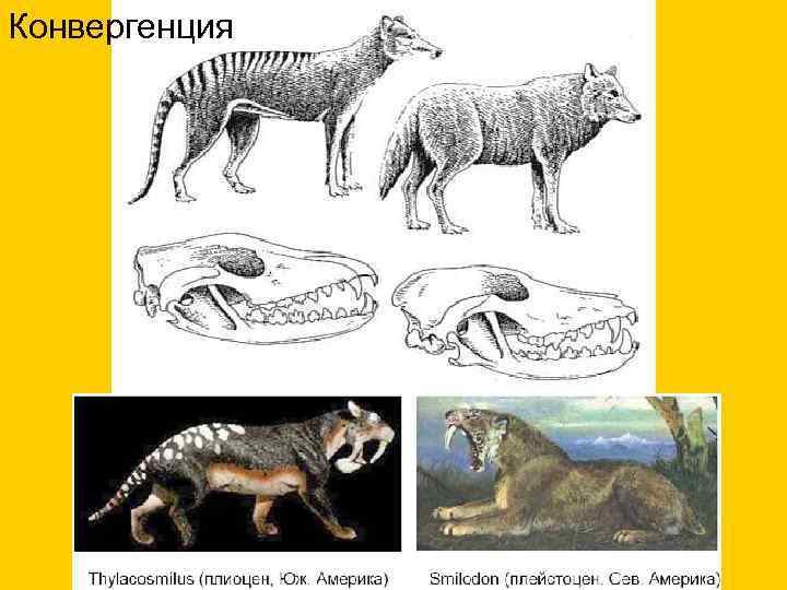 Конвергенция 