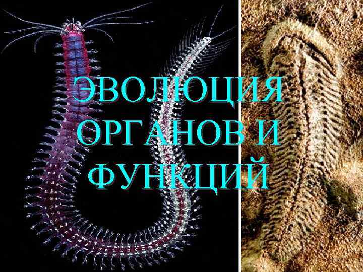 ЭВОЛЮЦИЯ ОРГАНОВ И ФУНКЦИЙ 