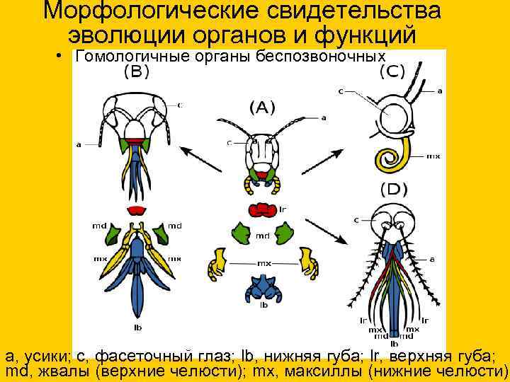 Морфологические свидетельства эволюции органов и функций • Гомологичные органы беспозвоночных a, усики; c, фасеточный