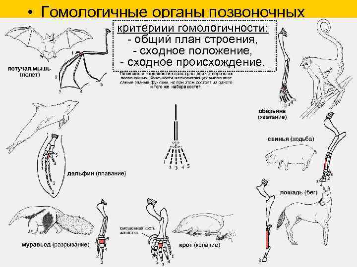  • Гомологичные органы позвоночных критериии гомологичности: - общий план строения, - сходное положение,