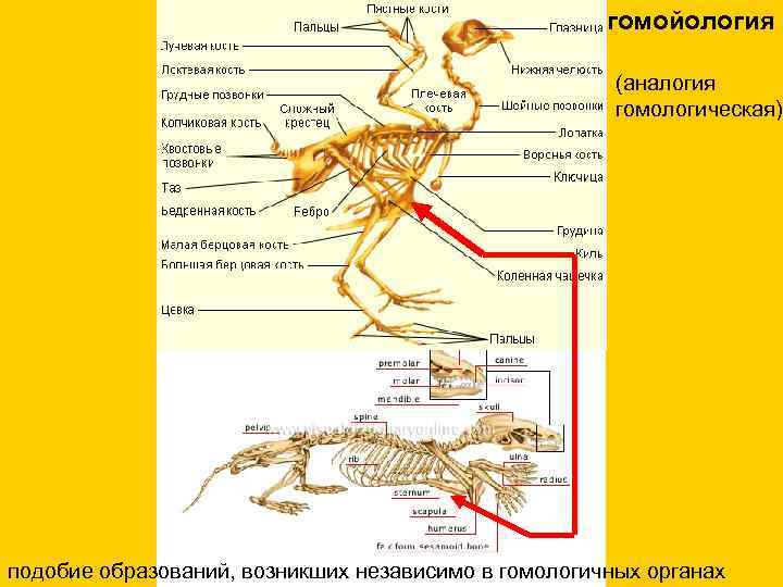 гомойология (аналогия гомологическая) подобие образований, возникших независимо в гомологичных органах 
