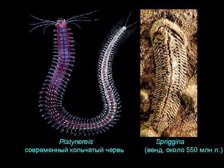 Platynereis современный кольчатый червь Spriggina (венд, около 550 млн л. ) 