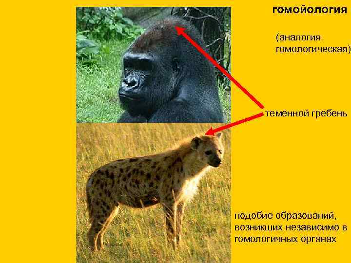 гомойология (аналогия гомологическая) теменной гребень подобие образований, возникших независимо в гомологичных органах 