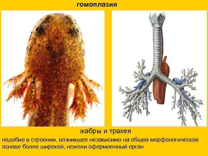 гомоплазия жабры и трахея подобие в строении, возникшее независимо на общей морфологической основе более