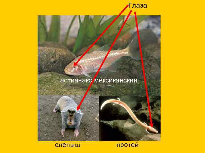 Глаза астианакс мексиканский слепыш протей 
