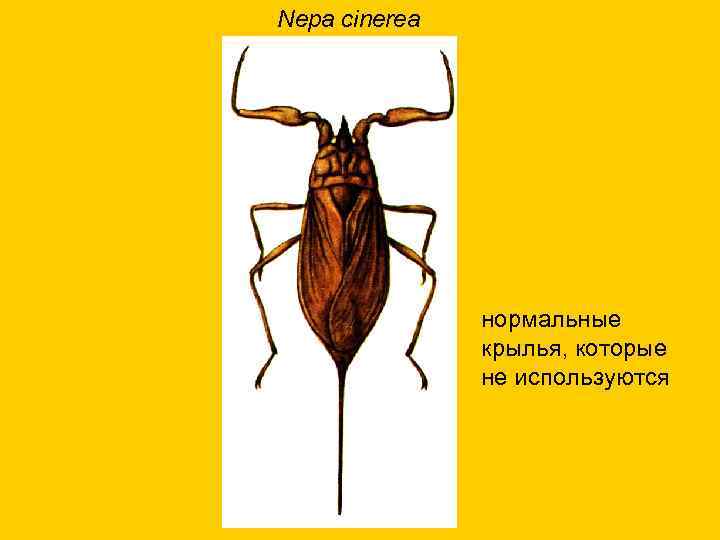 Nepa cinerea нормальные крылья, которые не используются 