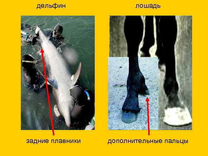 дельфин задние плавники лошадь дополнительные пальцы 