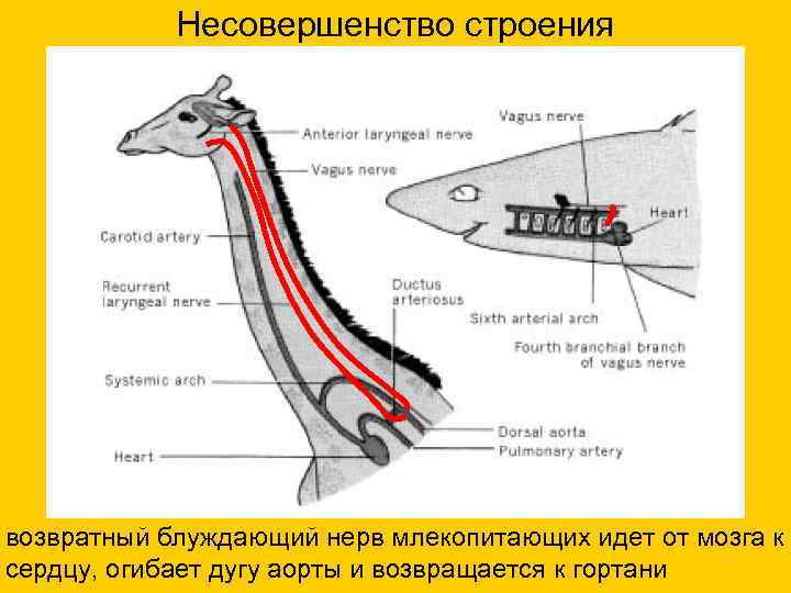 Несовершенство строения возвратный блуждающий нерв млекопитающих идет от мозга к сердцу, огибает дугу аорты