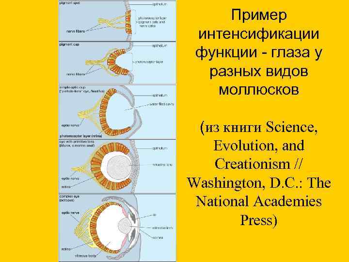 Пример интенсификации функции - глаза у разных видов моллюсков (из книги Science, Evolution, and