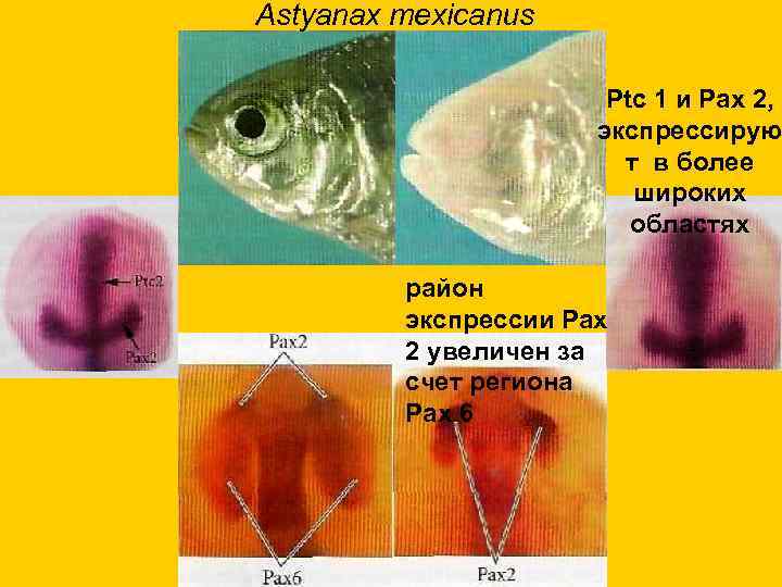 Astyanax mexicanus Ptc 1 и Pax 2, экспрессирую т в более широких областях район