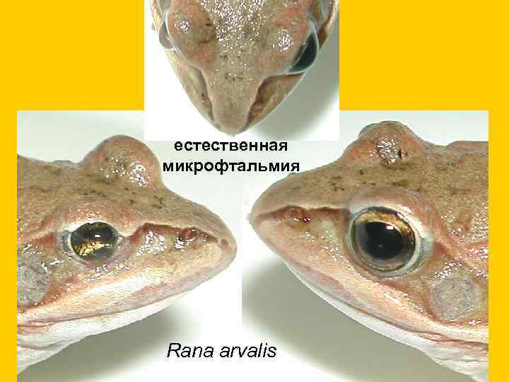 естественная микрофтальмия Rana arvalis 