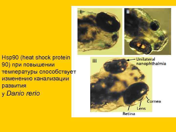 Hsp 90 (heat shock protein 90) при повышении температуры способствует изменению канализации развития у