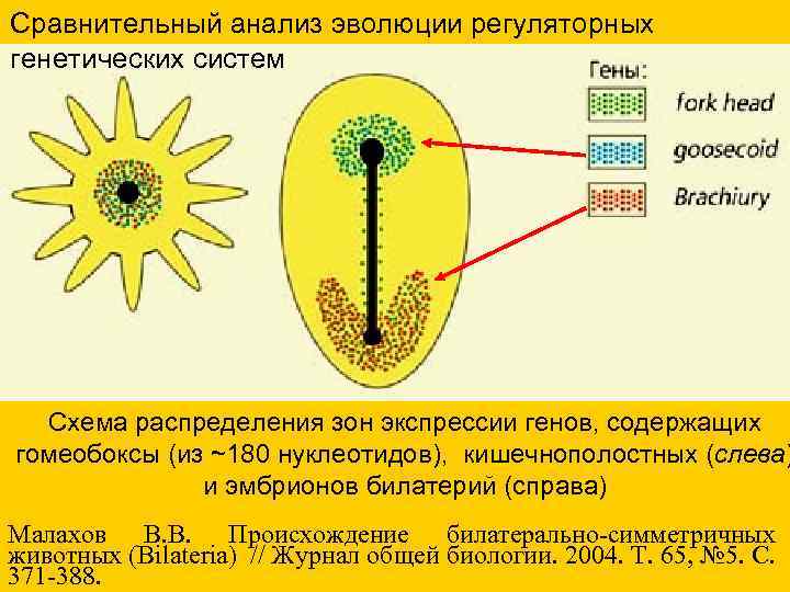 Сравнительный анализ эволюции регуляторных генетических систем Схема распределения зон экспрессии генов, содержащих гомеобоксы (из