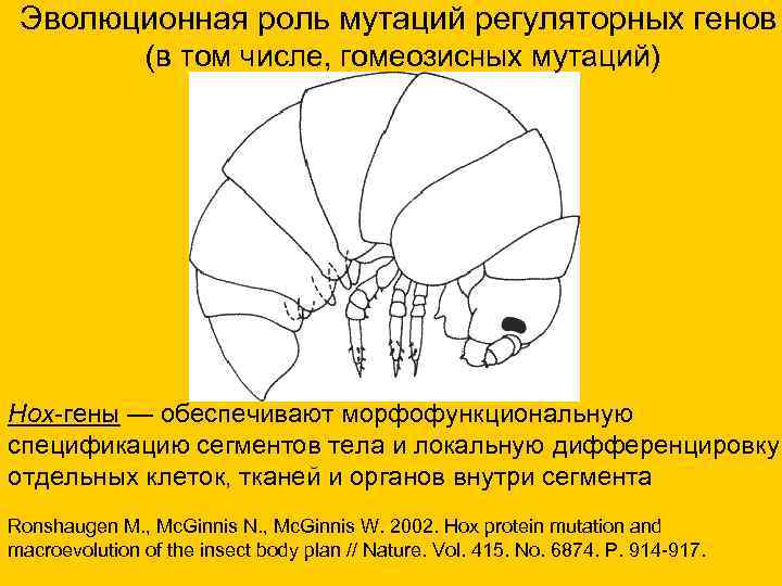 Эволюционная роль мутаций регуляторных генов (в том числе, гомеозисных мутаций) Hох-гены — обеспечивают морфофункциональную
