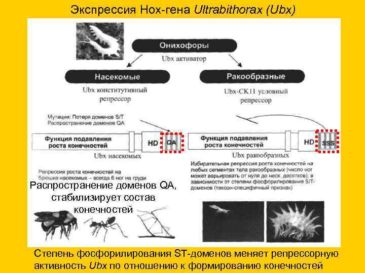 Экспрессия Hох-гена Ultrabithorax (Ubx) Распространение доменов QA, стабилизирует состав конечностей Степень фосфорилирования ST-доменов меняет