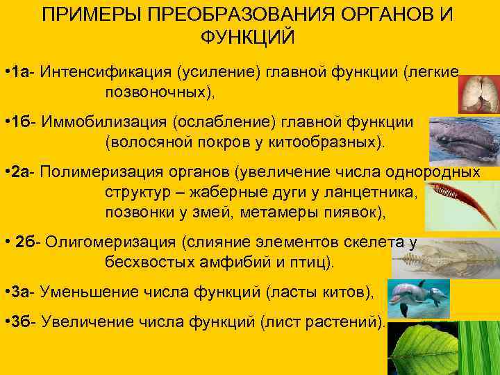 ПРИМЕРЫ ПРЕОБРАЗОВАНИЯ ОРГАНОВ И ФУНКЦИЙ • 1 а- Интенсификация (усиление) главной функции (легкие позвоночных),