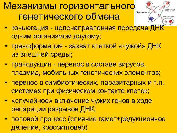 Механизмы горизонтального генетического обмена • коньюгация - целенаправленная передача ДНК одним организмом другому; •
