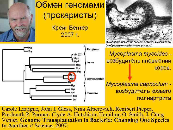 Обмен геномами (прокариоты) Крейг Вентер 2007 г. Mycoplasma mycoides возбудитель пневмонии коров. Mycoplasma capricolum