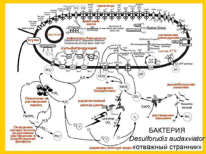 транспорт фиксация азота эндоспора жгутик кофакторы биосинтеза сульфатредукция радиолиз бикарбоната Окисление и растворение пирита