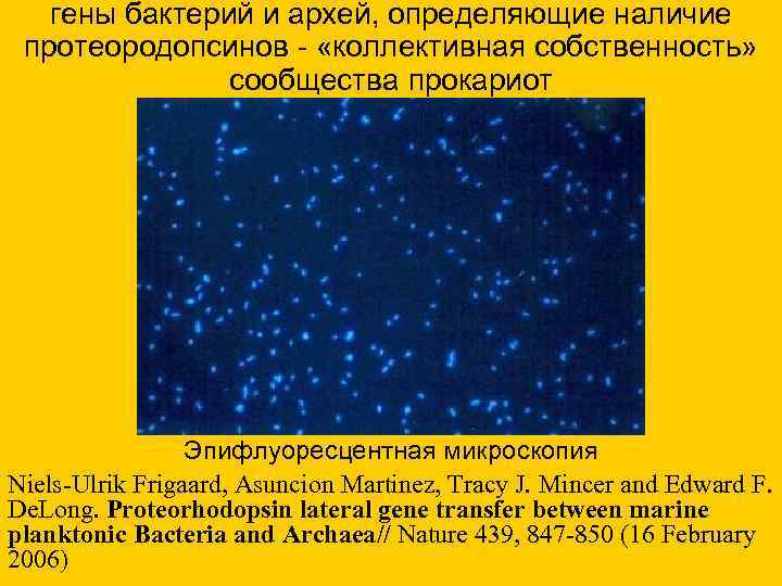 гены бактерий и архей, определяющие наличие протеородопсинов - «коллективная собственность» сообщества прокариот Эпифлуоресцентная микроскопия