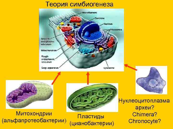 Теория симбиогенеза Нуклеоцитоплазма археи? Митохондрии Chimera? Пластиды (альфапротеобактерии) Chronocyte? (цианобактерии) 