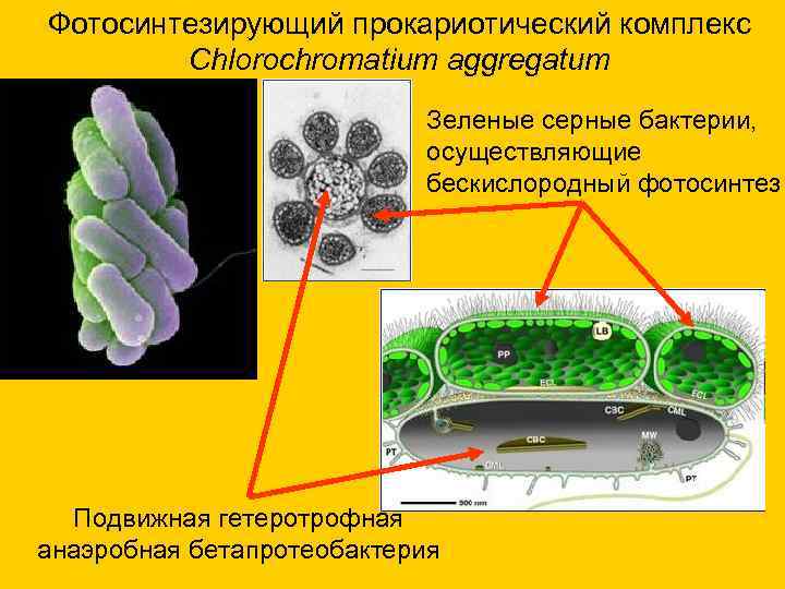 Фотосинтезирующий прокариотический комплекс Chlorochromatium aggregatum Зеленые серные бактерии, осуществляющие бескислородный фотосинтез Подвижная гетеротрофная анаэробная