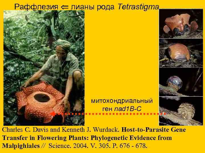 Раффлезия лианы рода Tetrastigma митохондриальный ген nad 1 B-C Charles С. Davis and Kenneth