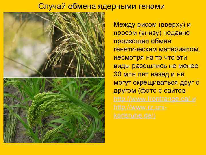 Случай обмена ядерными генами Между рисом (вверху) и просом (внизу) недавно произошел обмен генетическим