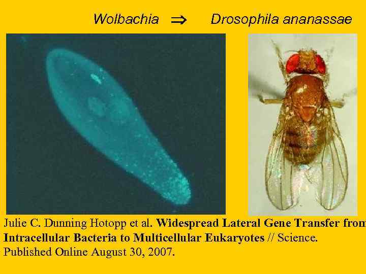Wolbachia Drosophila ananassae Julie С. Dunning Hotopp et al. Widespread Lateral Gene Transfer from