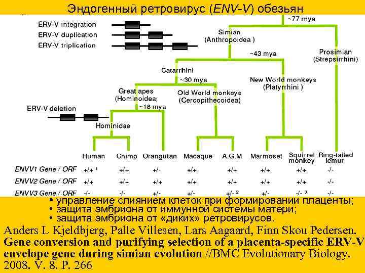 Эндогенный ретровирус (ENV-V) обезьян • управление слиянием клеток при формировании плаценты; • защита эмбриона