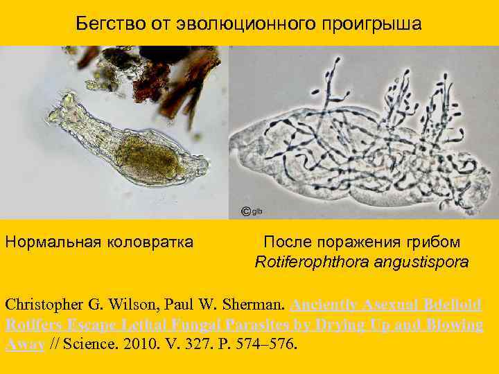 Бегство от эволюционного проигрыша Нормальная коловратка После поражения грибом Rotiferophthora angustispora Christopher G. Wilson,