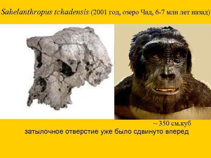 Sahelanthropus tchadensis (2001 год, озеро Чад, 6 -7 млн лет назад) ~ 350 см.