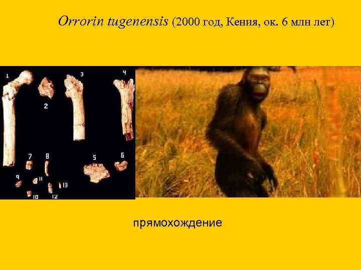 Orrorin tugenensis (2000 год, Кения, ок. 6 млн лет) прямохождение 